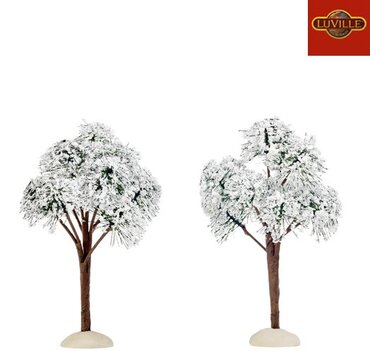 Luville Mountain pine Snowy x 2 12cm