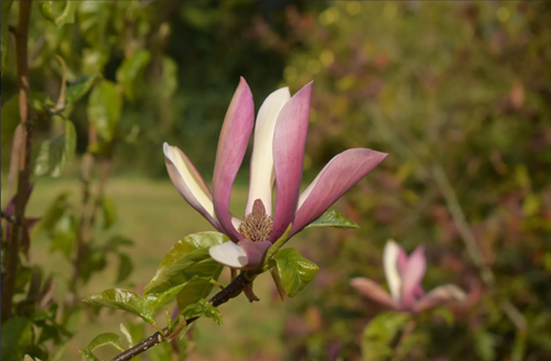 Magnolia Black Beauty 16.5 Litre