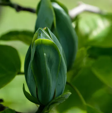 Magnolia Blue Opal 1.4m Stem 16.5 Litre