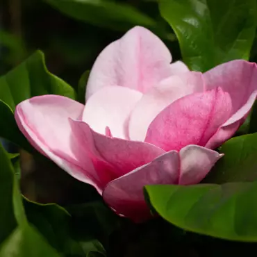 Magnolia Genie 6 litre