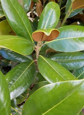 Magnolia Grandiflora 10 Litre