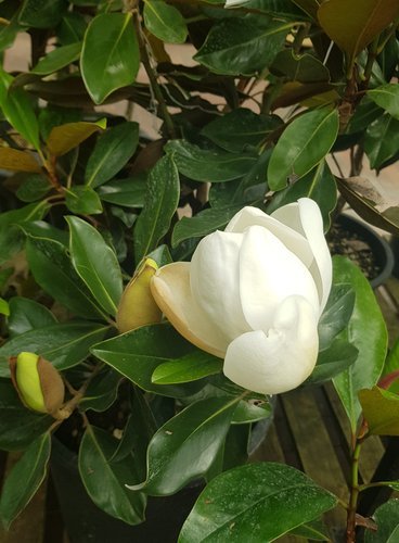 Magnolia grandiflora Little Gem 3 Litre