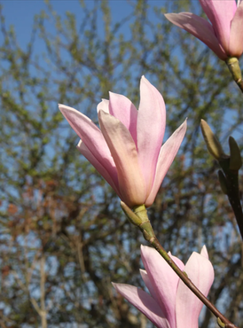 Magnolia Heaven Scent 1.4m Stem 16.5 Litre