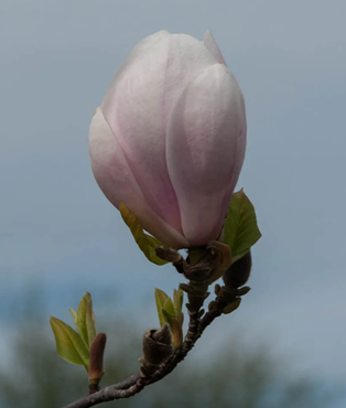 Magnolia Soulangiana 80cm Stem 10 Litre