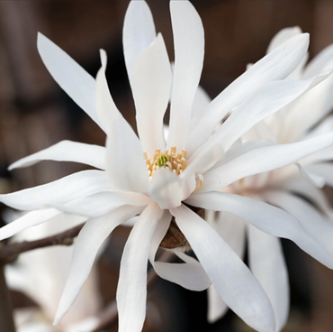 Magnolia Stellata 4 Litre