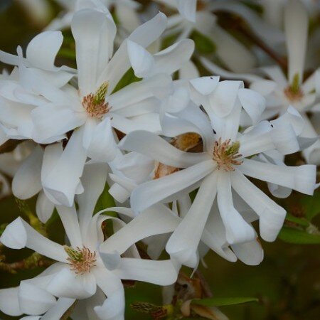 Magnolia Stellata Waterlily 4 Litre