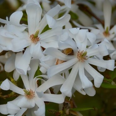 Magnolia Stellata Waterlily 4 Litre