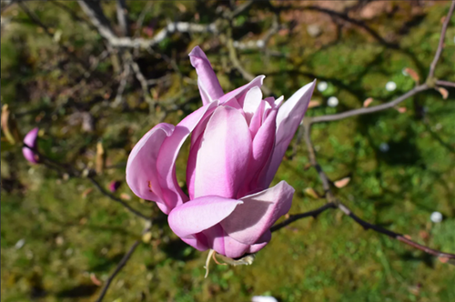 Magnolia Susan 4 Litre