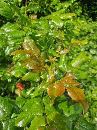 Mahonia aquifolium 'Apollo' 3 Litre