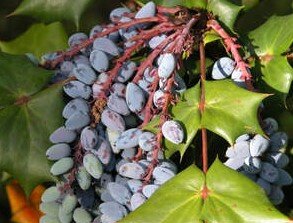 Mahonia Bealei 3 litre