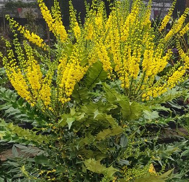 Mahonia Japonica 3 litre