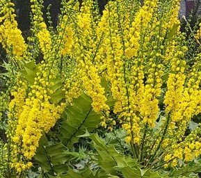 Mahonia Lionel Fortescue 3 Litre