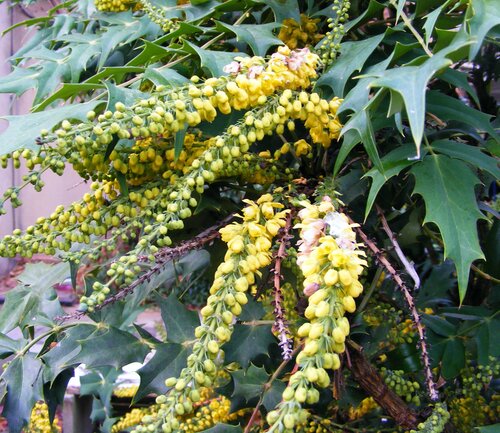 Mahonia Media Charity 3 Litre