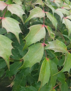 Mahonia Nitens Cabaret 3 litre - image 2