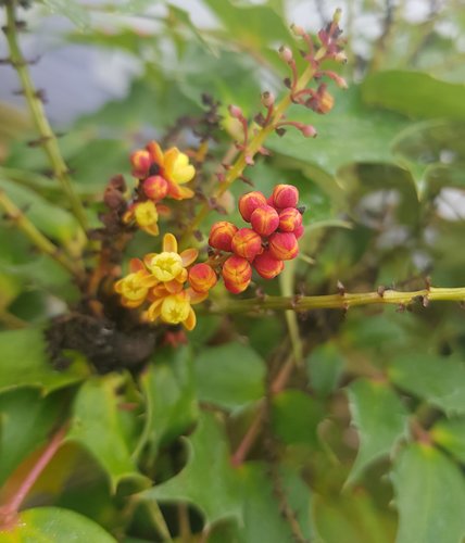 Mahonia Nitens Cabaret 3 litre - image 1