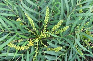 Mahonia Soft Caress 27cm