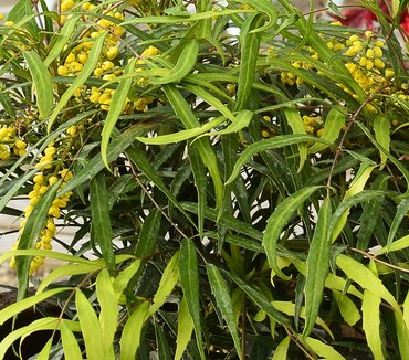 Mahonia Sweet Winter 3 Litre