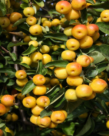 Malus Butterball 12 Litre - image 1