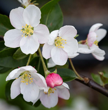 Malus Butterball 12 Litre - image 2