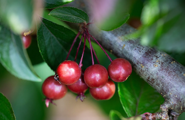 Malus Candied Apple 12 Litre