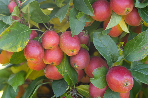 Malus Celebration 12 Litre