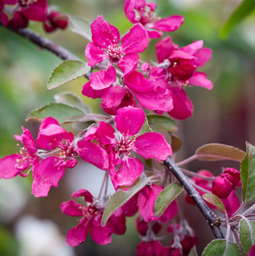 Malus Crimson Cascade 12 Litre