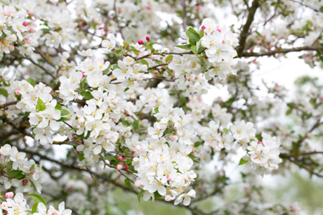 Malus Evereste 50cm Stem 3 Litre - image 1