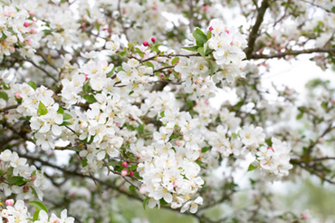 Malus Evereste 50cm Stem 3 Litre - image 1