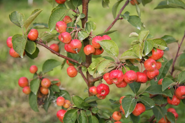 Malus Evereste 50cm Stem 3 Litre - image 2