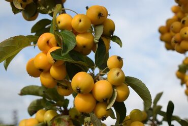 Malus Golden Hornet 50cm Stem 3 Litre