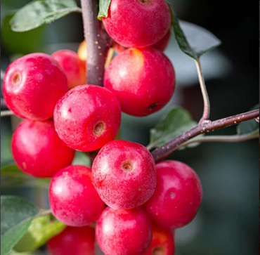 Malus Gorgeous 12 Litre