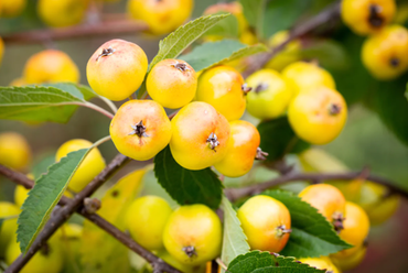 Malus Halloween 12 Litre - image 1