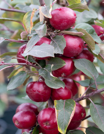 Malus Harry Baker 12 Litre - image 1