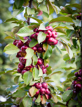 Malus Laura 12 Litre