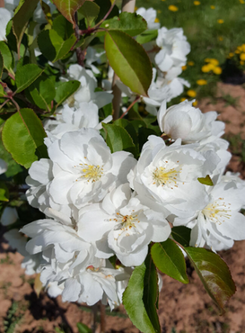 Malus Madonna 12 Litre