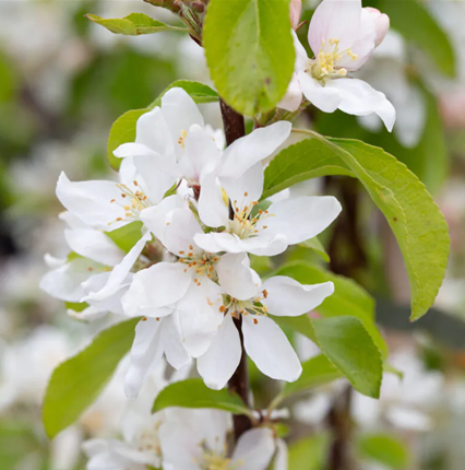 Malus Pink Glow 12 Litre - Stewarts Garden Centre