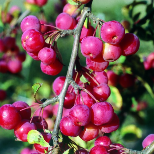 Malus Red Sentinel 50cm Stem 3 Litre