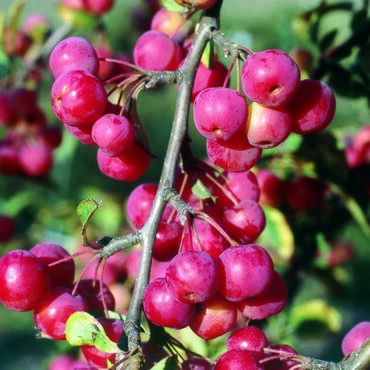 Malus Red Sentinel 50cm Stem 3 Litre