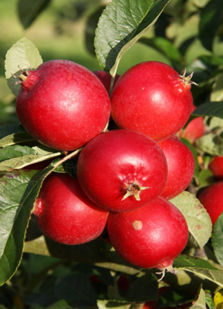 Malus Rosehip 12 Litre