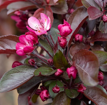 Malus Royal Raindrops 12 Litre