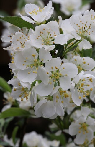 Malus Tina 1m Stem 16.5 Litre