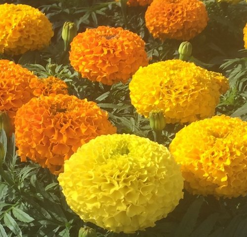 Marigold African Mixed Jumbo Pack