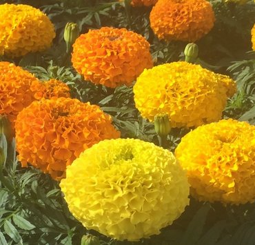 Marigold African Mixed Jumbo Pack