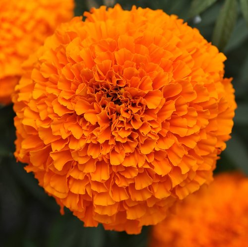 Marigold African Orange Jumbo Six Pack