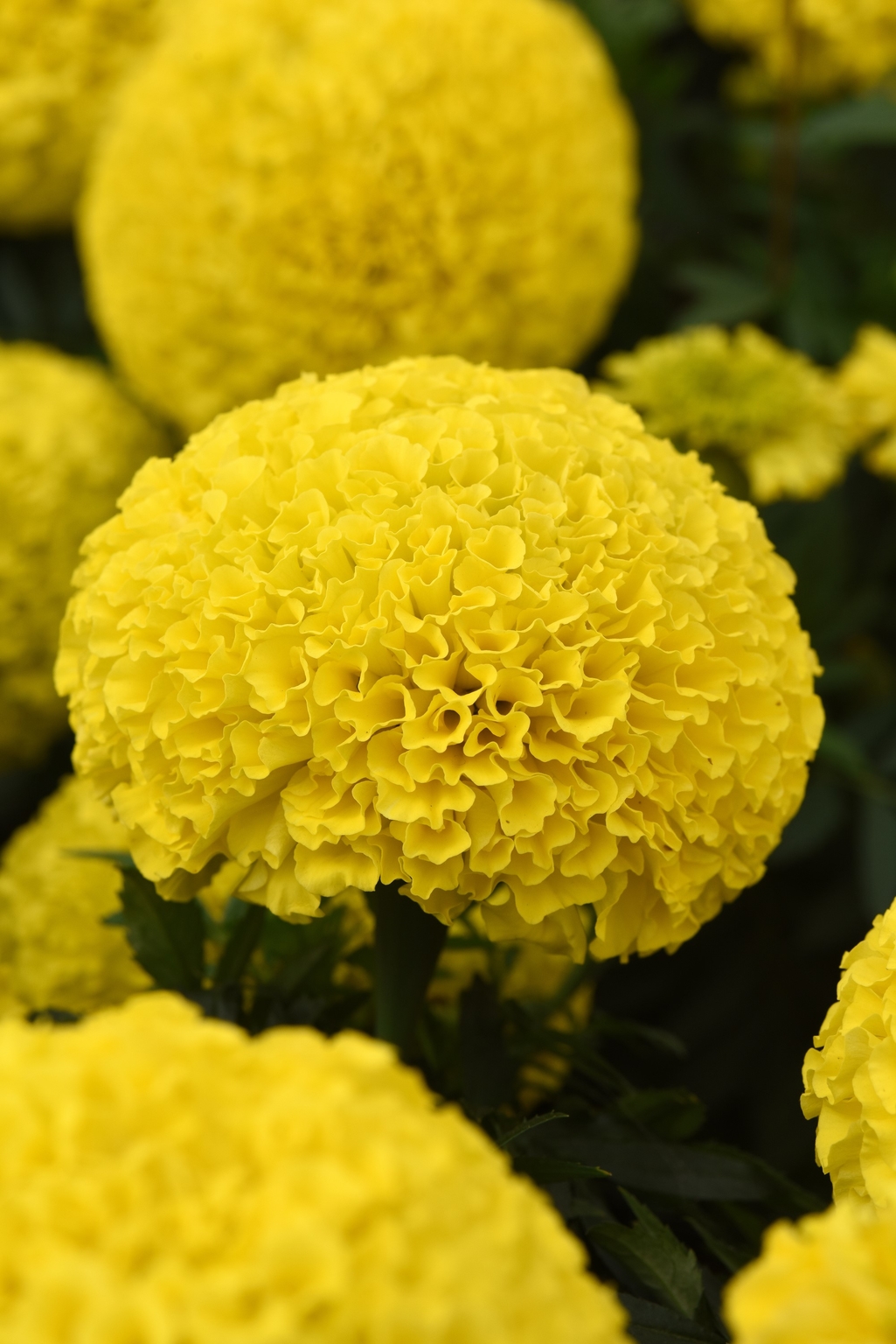 Marigold African Yellow Six Pack - Stewarts Garden Centre