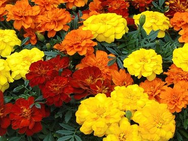 Marigold (French ) Aurora Mixed 7cm