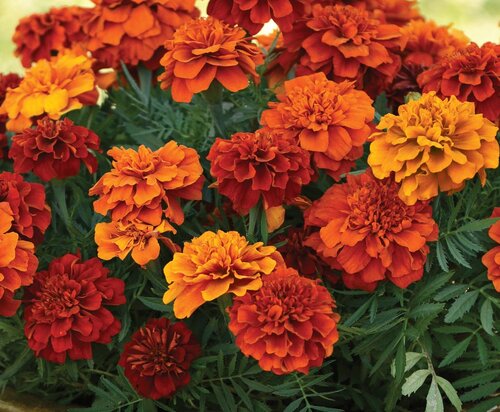 Marigold French Fireball 6 Pack