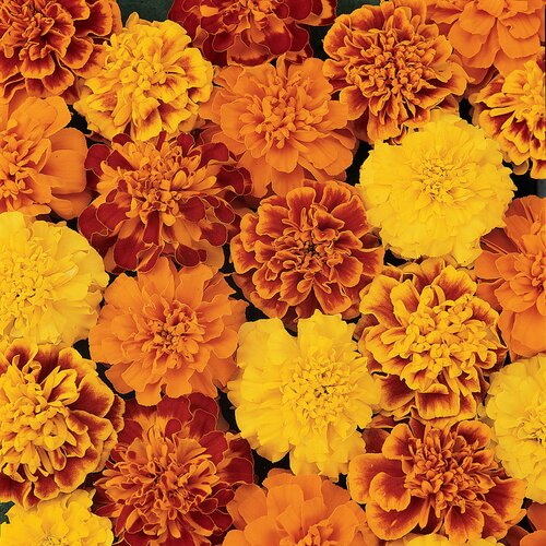 Marigold French Mix 6 Pack