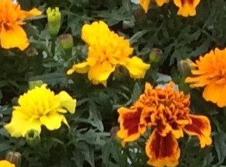 Marigold French Mix 6 Pack