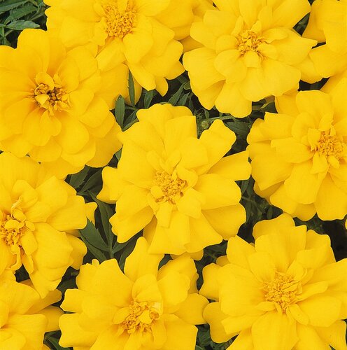 Marigold French Yellow 6 Pack